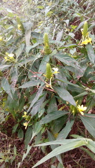 Barleria oenotheroides