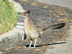 Geococcyx californianus