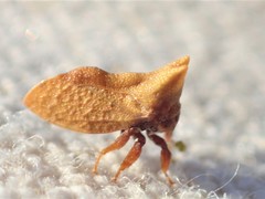 Multareoides bifurcatus