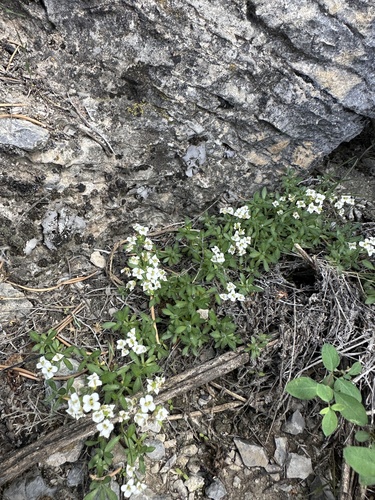 Schell Creek draba (Draba pennellii)