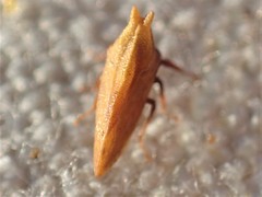 Multareoides bifurcatus