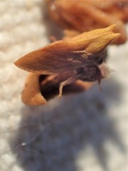 Multareoides bifurcatus