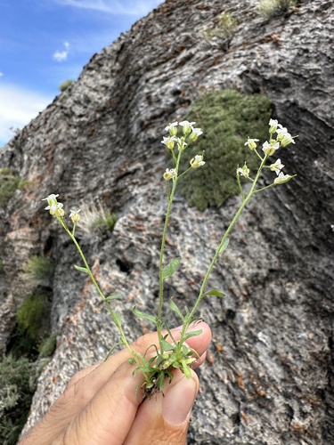 Image of Draba pennellii by (c) Matt Berger, some rights reserved (CC BY)