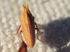 Multareoides bifurcatus