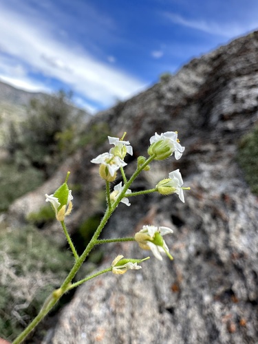 Image of Draba pennellii by (c) Matt Berger, some rights reserved (CC BY)