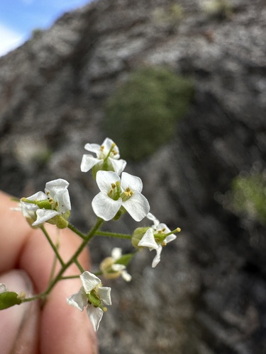 Image of Draba pennellii by (c) Matt Berger, some rights reserved (CC BY)