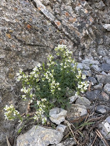 Image of Draba pennellii by (c) Matt Berger, some rights reserved (CC BY)