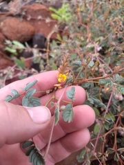 Hoffmannseggia peninsularis