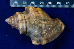 Stramonita canaliculata