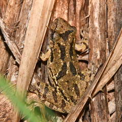 Scinax granulatus