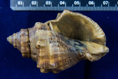 Stramonita canaliculata