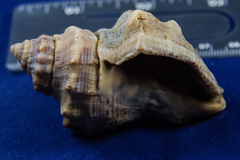 Stramonita canaliculata