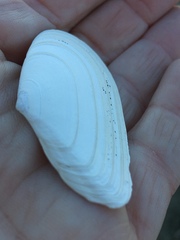 Megangulus bodegensis