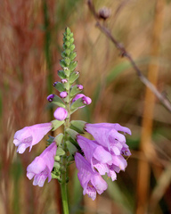 Physostegia purpurea