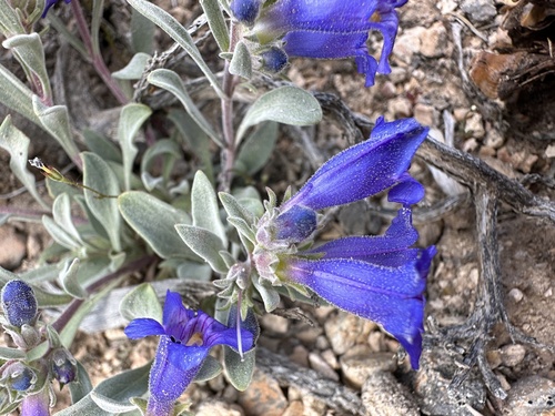 Image of Penstemon dolius by (c) Matt Berger, some rights reserved (CC BY)
