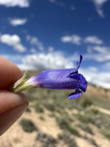 Image of Penstemon dolius by (c) Matt Berger, some rights reserved (CC BY)