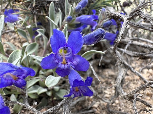 Image of Penstemon dolius by (c) Matt Berger, some rights reserved (CC BY)