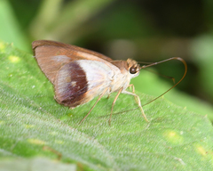 Calpodes longirostris