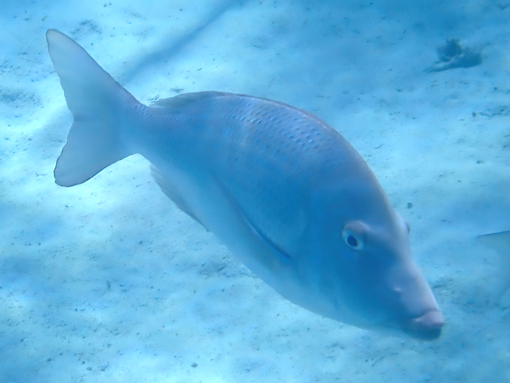 Spangled Emperor from Exmouth, WA, Australia on May 30, 2023 at 0144