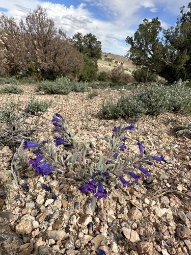 Image of Penstemon dolius by (c) Matt Berger, some rights reserved (CC BY)