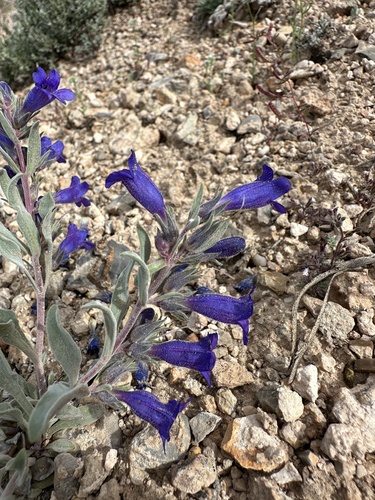 Image of Penstemon dolius by (c) Matt Berger, some rights reserved (CC BY)