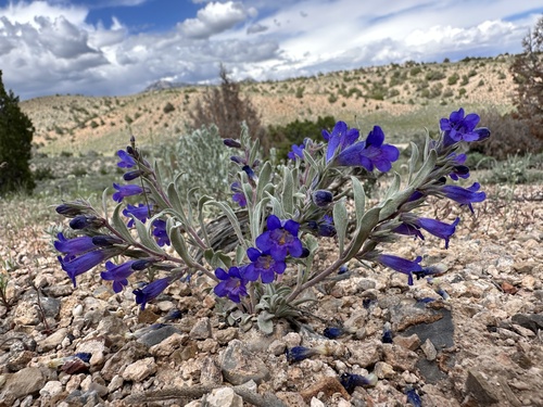 Jones' Beardtongue (Penstemon dolius)