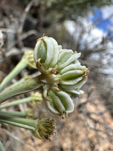 Image of Cymopterus basalticus by (c) Matt Berger, some rights reserved (CC BY)