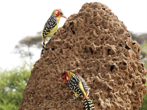 Red-and-yellow Barbet