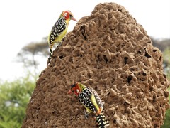 Trachyphonus erythrocephalus