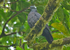 Columba thomensis