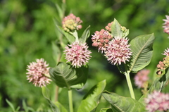 Asclepias speciosa