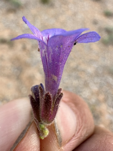 Image of Penstemon nanus by (c) Matt Berger, some rights reserved (CC BY)
