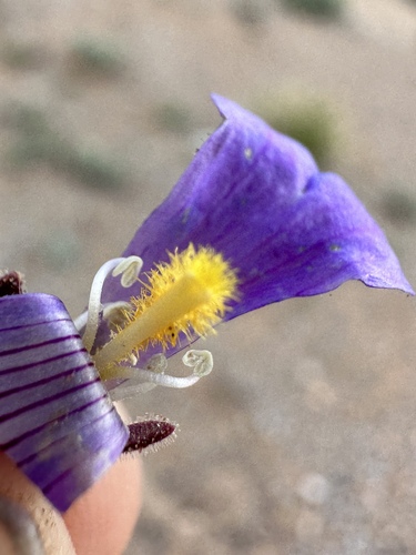 Image of Penstemon nanus by (c) Matt Berger, some rights reserved (CC BY)