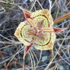 Calochortus tiburonensis