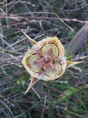 Calochortus tiburonensis