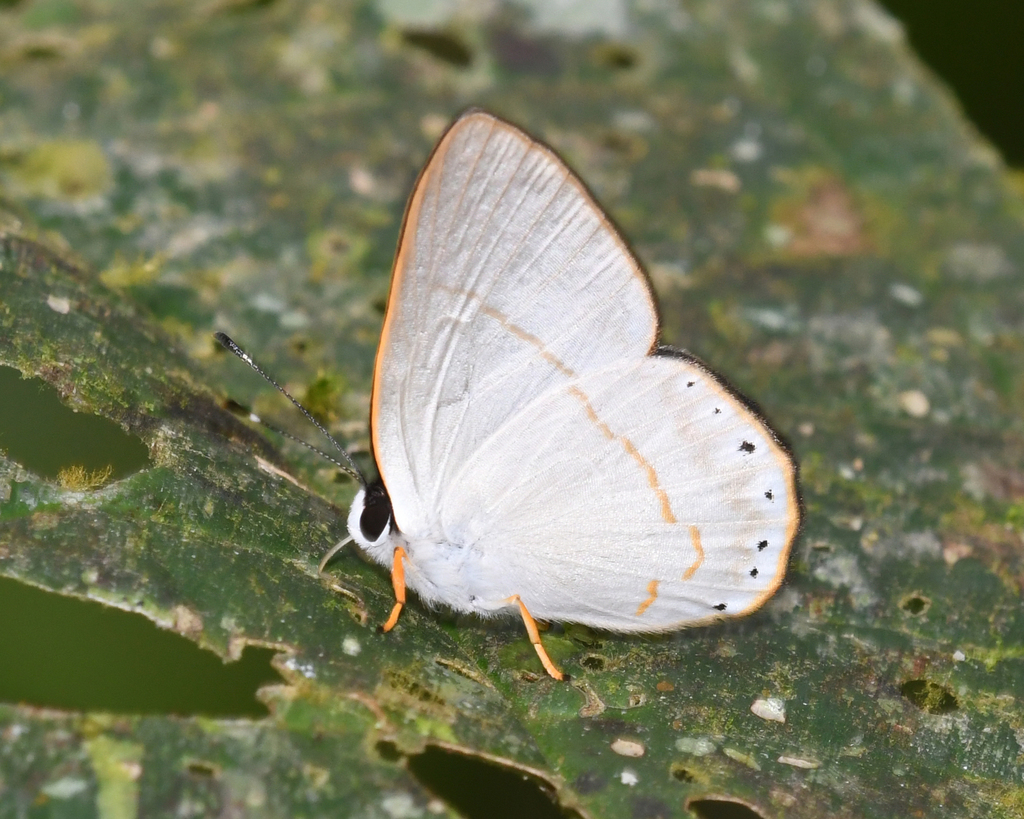 Euselasia eusepus