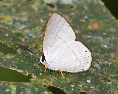 Euselasia eusepus