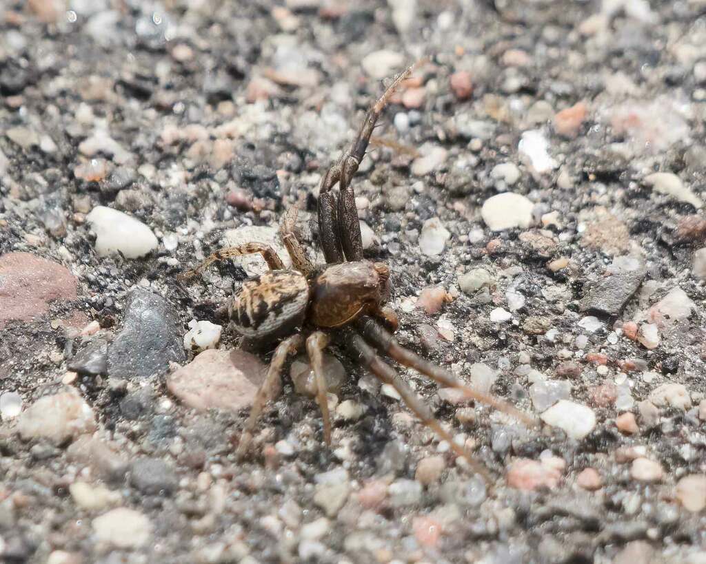 Ground Crab Spiders from Golden Valley, MN, USA on June 13, 2023 at 09