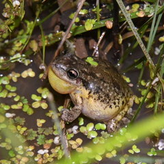 Scinax nasicus