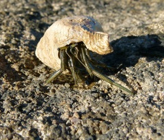 Clibanarius longitarsus