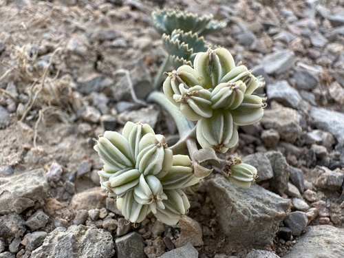 Image of Cymopterus basalticus by (c) Matt Berger, some rights reserved (CC BY)