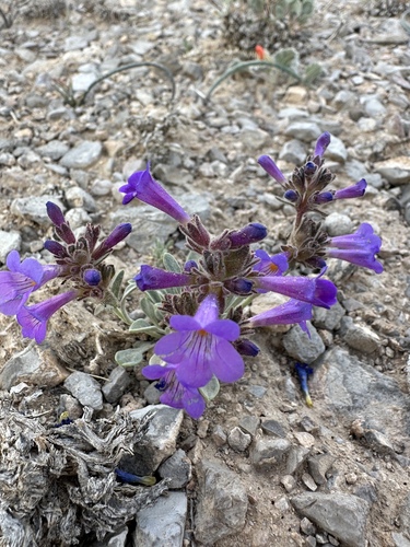 Image of Penstemon nanus by (c) Matt Berger, some rights reserved (CC BY)