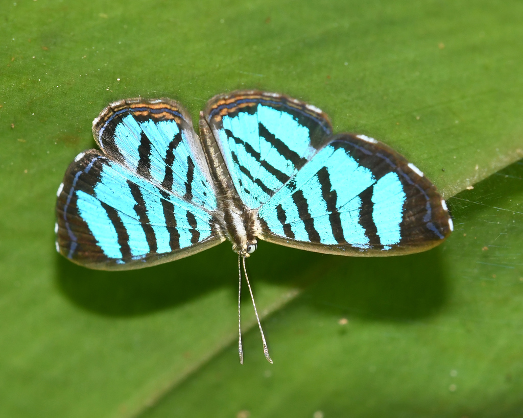 Argyrogrammana johannismarci