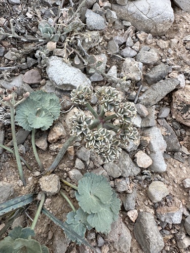 Image of Cymopterus basalticus by (c) Matt Berger, some rights reserved (CC BY)