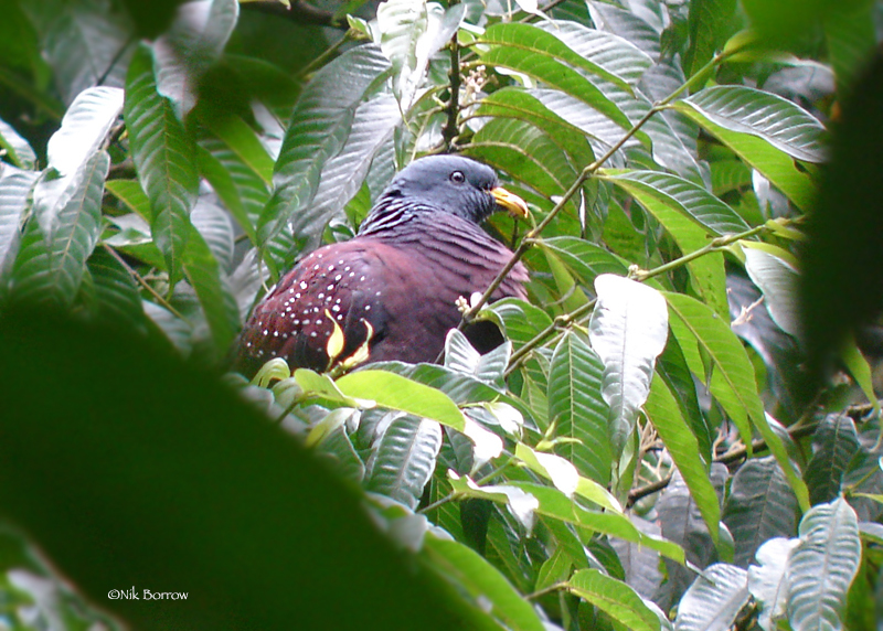 Sao Tome Olive Pigeon