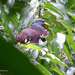 Maroon Pigeon - Photo (c) Nik Borrow, some rights reserved (CC BY-NC)