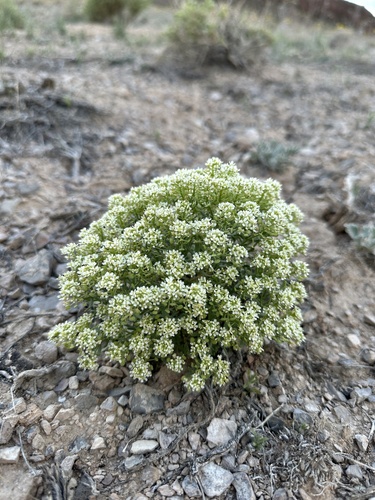 Image of Lepidium montanum by (c) Matt Berger, some rights reserved (CC BY)