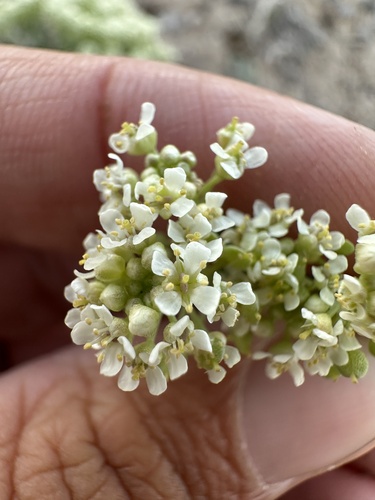 Image of Mountain Pepperweed (Lepidium montanum) by (c) Matt Berger, some rights reserved (CC BY)