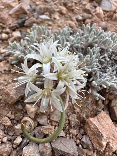 Image of Allium nevadense by (c) Matt Berger, some rights reserved (CC BY)