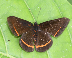 Amarynthis meneria
